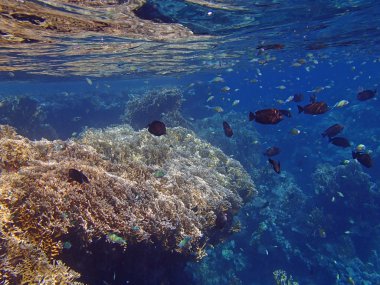 şnorkel şaşırtıcı