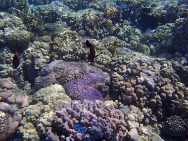 şnorkel şaşırtıcı