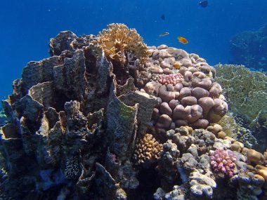 şnorkel şaşırtıcı