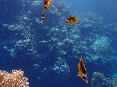 şnorkel şaşırtıcı