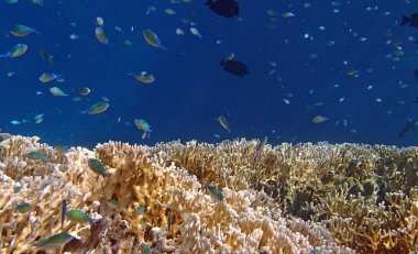 şnorkel şaşırtıcı