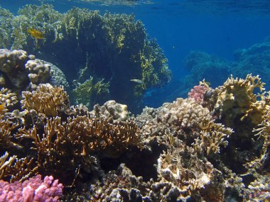 şnorkel şaşırtıcı