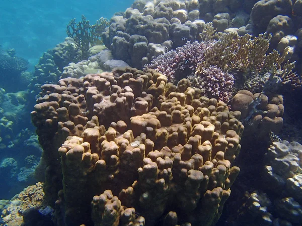 Fantastisk snorkling — Stockfoto