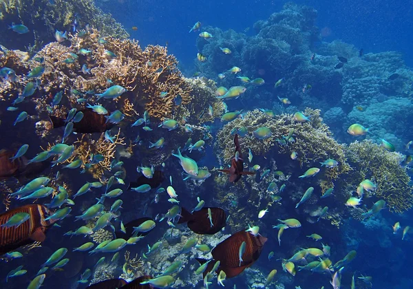 Csodálatos, snorkeling — Stock Fotó