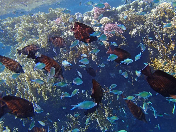 şnorkel şaşırtıcı