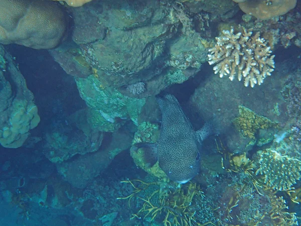 Menakjubkan snorkeling — Stok Foto