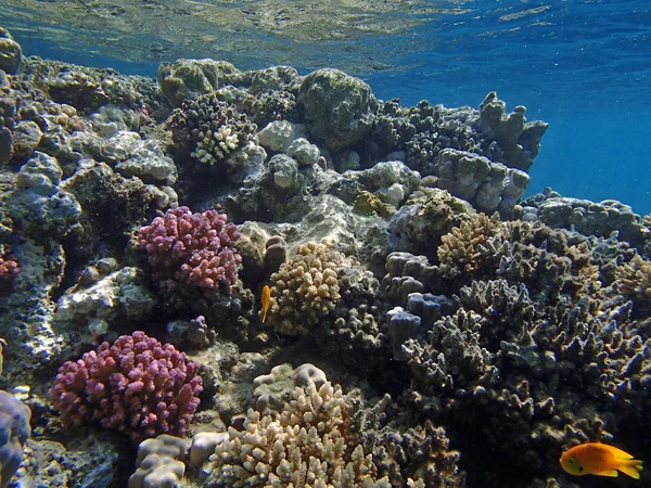 Verbazingwekkend snorkelen — Stockfoto