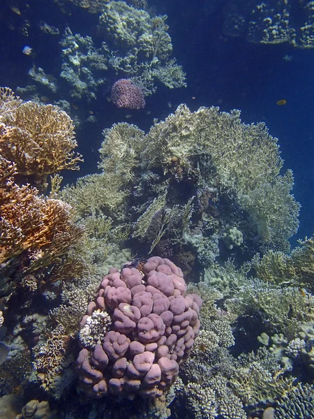 Snorkeling incredibile — Foto Stock