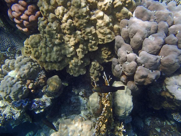 Şnorkel şaşırtıcı — Stok fotoğraf