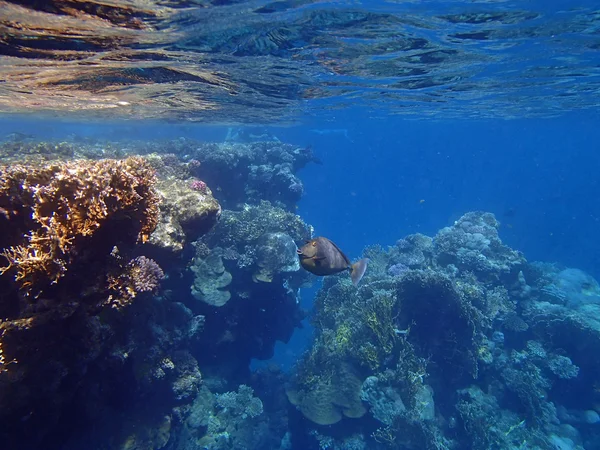 Amazing snorkeling — Stock Photo, Image