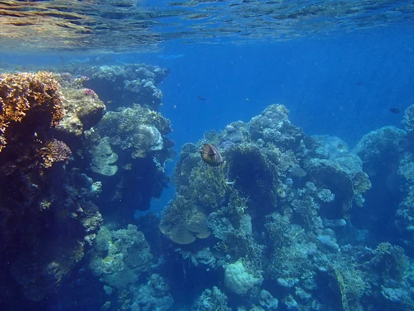 Snorkel increíble — Foto de Stock