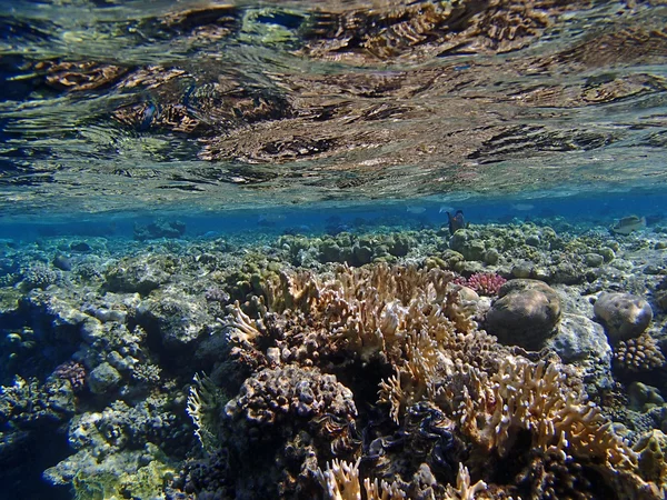 Verbazingwekkend snorkelen — Stockfoto