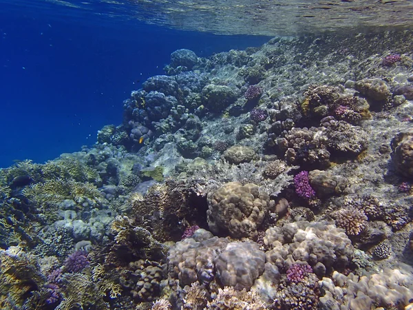 Şnorkel şaşırtıcı — Stok fotoğraf