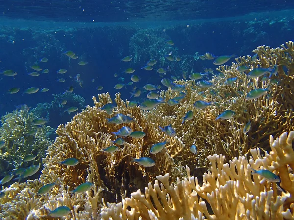 şnorkel şaşırtıcı