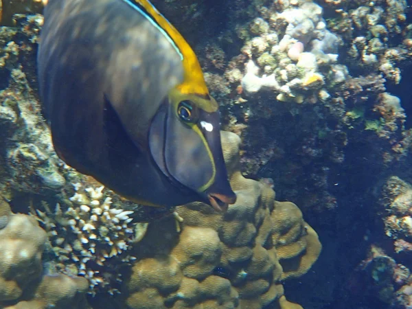 Snorkeling incredibile — Foto Stock