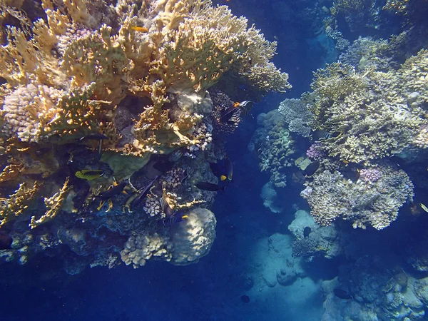 Snorkel increíble — Foto de Stock