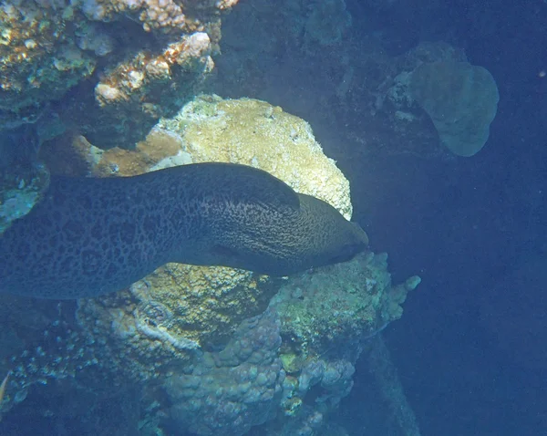 Snorkeling incredibile — Foto Stock