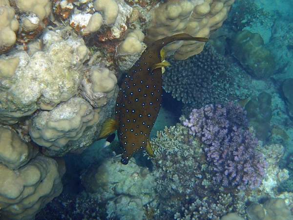 Snorkeling incredibile — Foto Stock