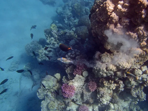 Snorkel increíble — Foto de Stock