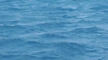 Mavi Kızıldeniz