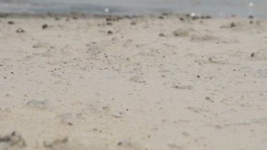 Münzevi kimse Yengeç kum