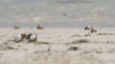 Münzevi kimse Yengeç kum