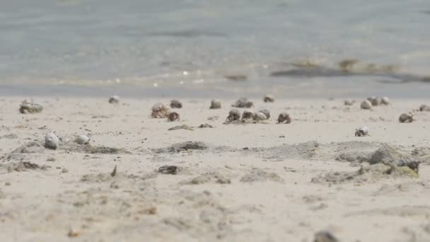 Caranguejos eremitas na areia — Vídeo de Stock