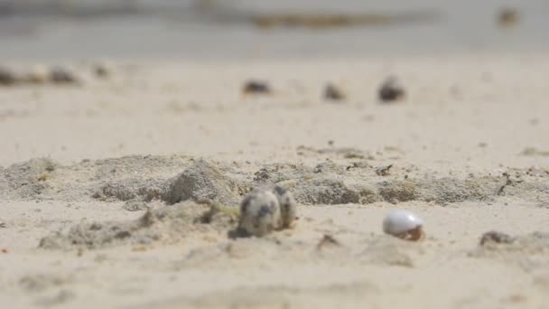 Crabes ermites dans le sable — Video