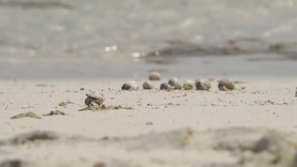 Hermit Krabben in het zand — Stockvideo