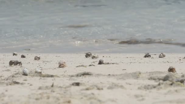 Crabes ermites dans le sable — Video