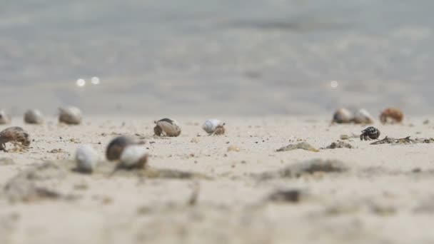 Крабы-отшельники в песке — стоковое видео