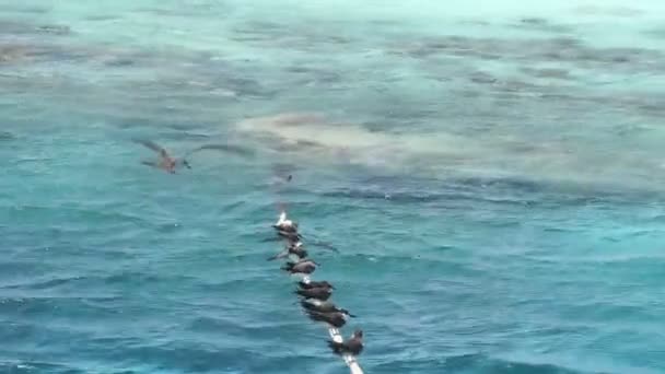 Gull in coral sea — Stock Video