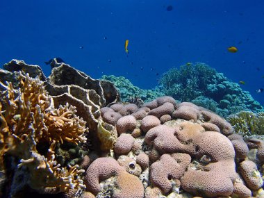 Şaşırtıcı Kızıldeniz