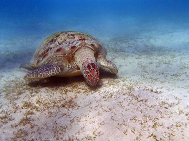 Şaşırtıcı Kızıldeniz