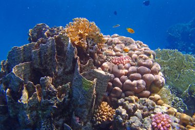 Şaşırtıcı Kızıldeniz