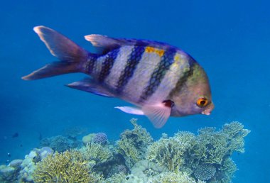 Şaşırtıcı Kızıldeniz