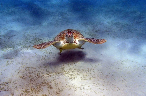 Amazing red sea — Stock Photo, Image