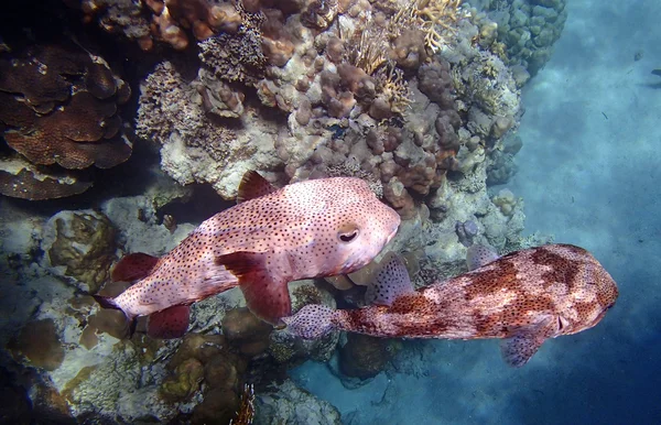 Amazing red sea — Stock Photo, Image