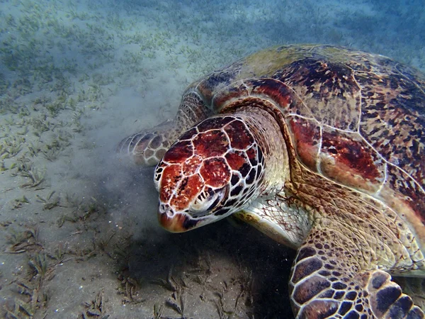 Incroyable mer rouge — Photo