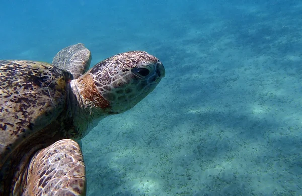 Amazing red sea — Stock Photo, Image