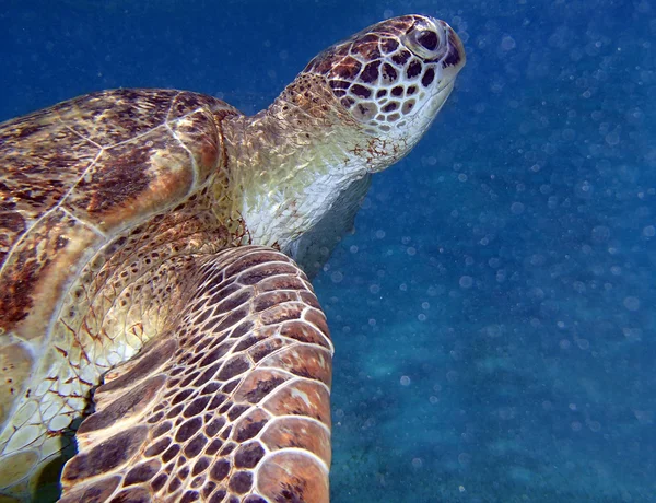 Incroyable mer rouge — Photo