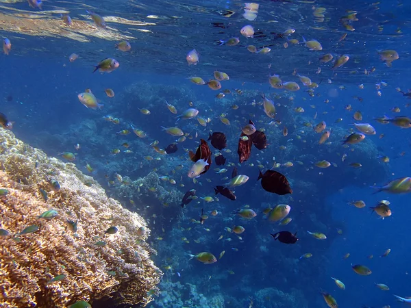 驚くべき紅海 — ストック写真