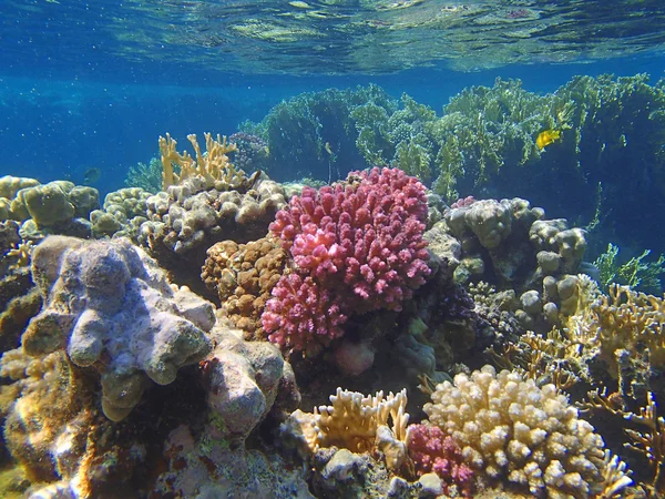Fantastiska röda havet — Stockfoto