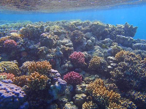 令人惊异的红海 — 图库照片