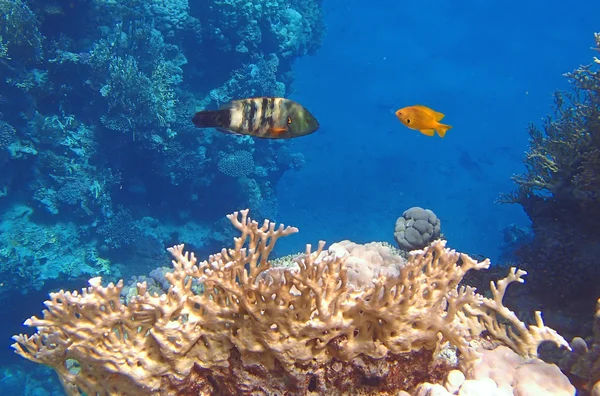 Amazing red sea — Stock Photo, Image