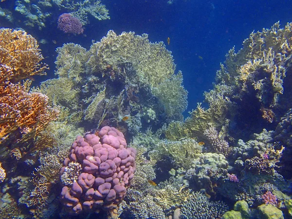 Amazing red sea — Stock Photo, Image