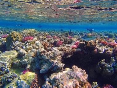 Şaşırtıcı Kızıldeniz