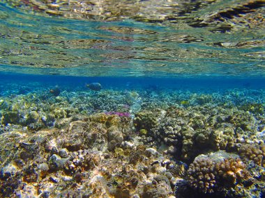 Şaşırtıcı Kızıldeniz