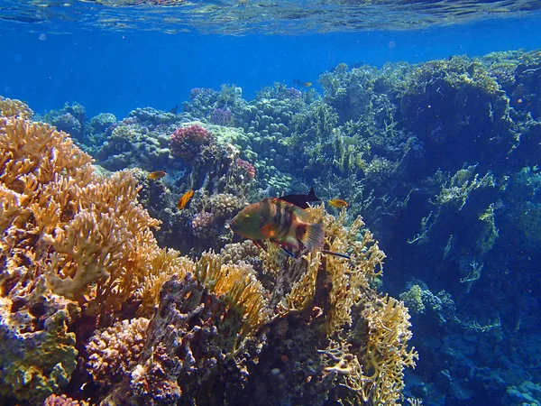 Amazing red sea — Stock Photo, Image