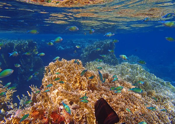 Úžasné Rudé moře — Stock fotografie